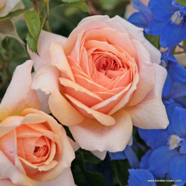 Роза Garden of Roses (Гарден оф Роузес)