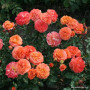 Роза Orangerie (Оронжери)