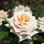 Роза  Paul Ricard (Поль Рикар)