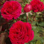Роза Velvet Fragrance (Вельвет Фрагранс)