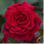 Роза Velvet Fragrance (Вельвет Фрагранс)