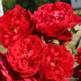 Роза Florentina (Флоретина) штамб 140 см + крона