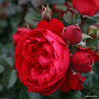 Роза Florentina (Флоретина) штамб 140 см + крона