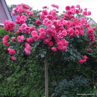 Роза Rosarium Uetersen (Розариум Ютерсен)  штамб 100 см+ крона
