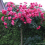 Роза Rosarium Uetersen (Розариум Ютерсен)  штамб 100 см+ крона