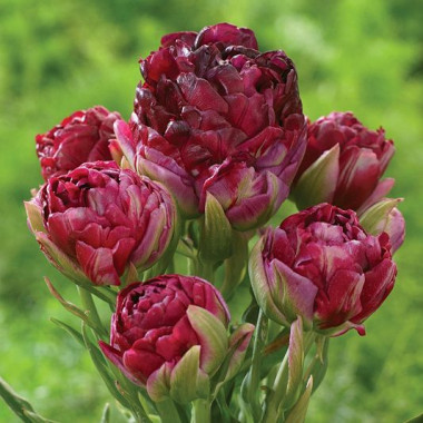 Тюльпан Перл Маунтейн (густомахровый, многоцветковый) (Упаковка 5 шт.)